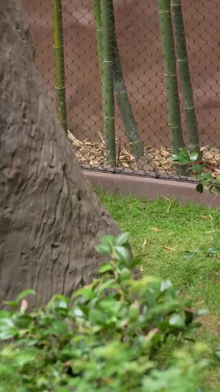 Giant panda duo set to delight at San Diego Zoo