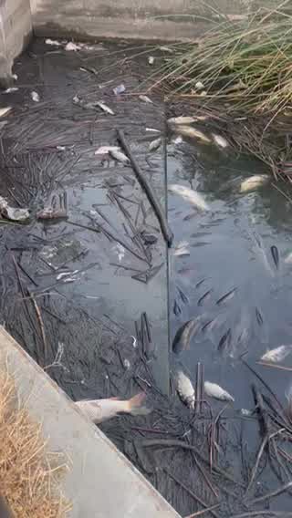 Dead fish in Fremont's Lake Elizabeth