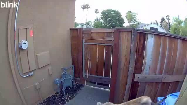 Mountain lion was spotted near Brentwood residential home
